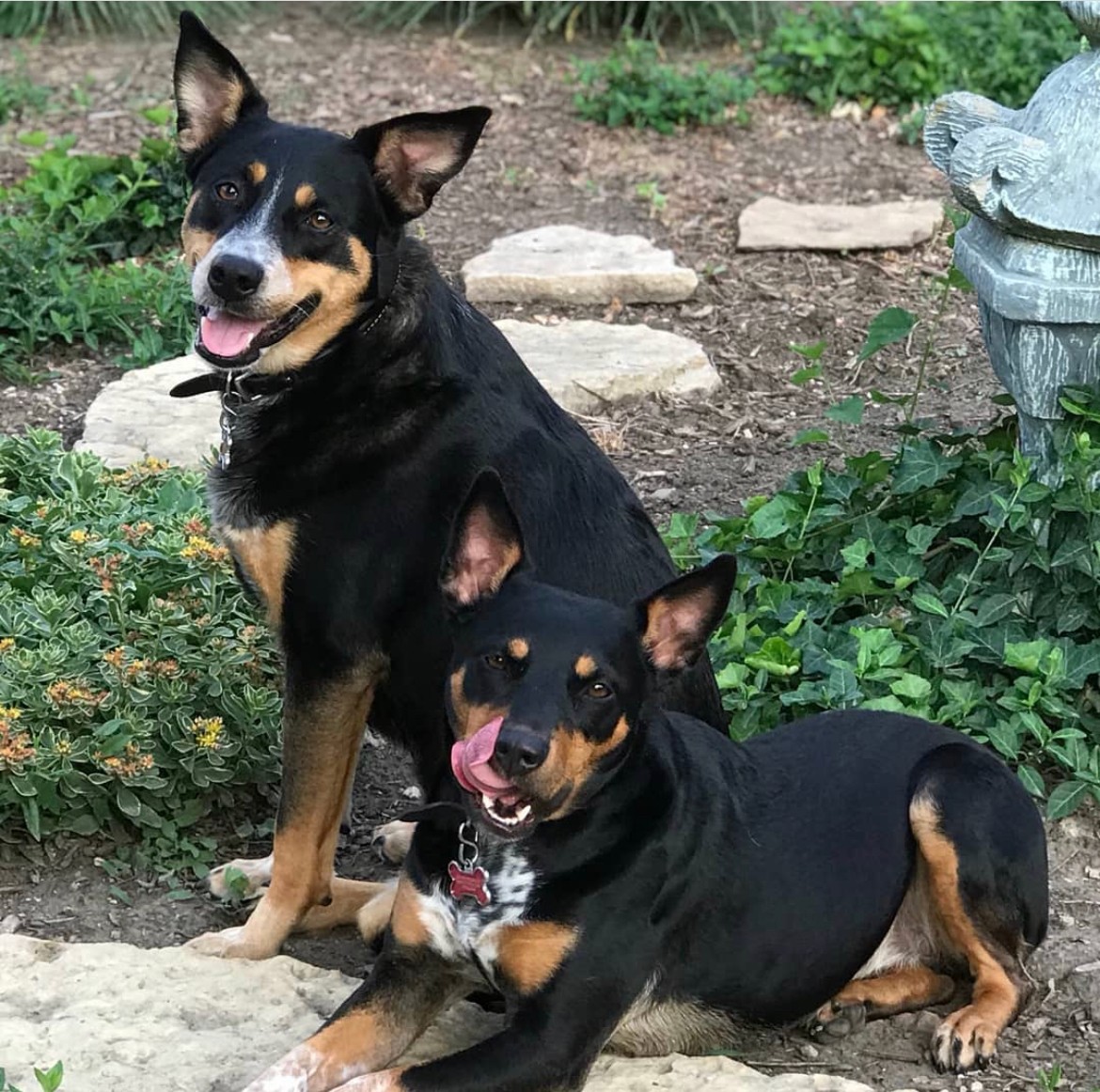 Griffin's two dogs